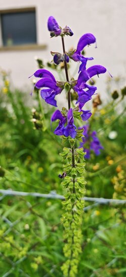 IMG_20250608_120544.jpg