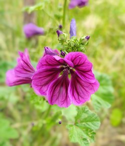 IMG_20250607_171656196_PORTRAIT_g.jpg