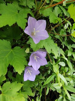 IMG_20250607_173106329.jpg