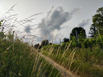 IMG_20250607_181352242.jpg