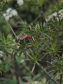 IMG_20250609_145827.jpg