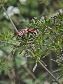 IMG_20250609_145831.jpg