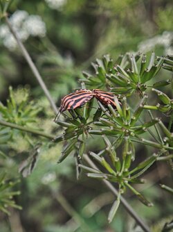 IMG_20250609_145834.jpg