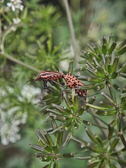 IMG_20250609_145843.jpg