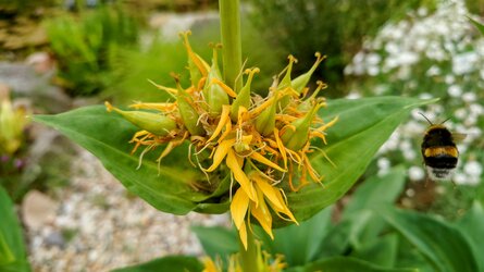Hummelblume.JPG
