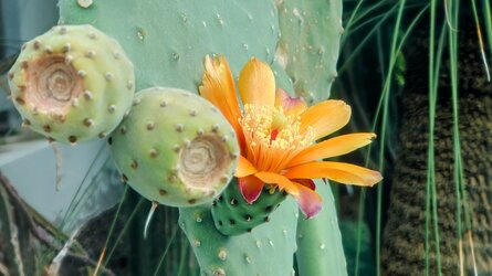 Opuntia Blossom.JPG