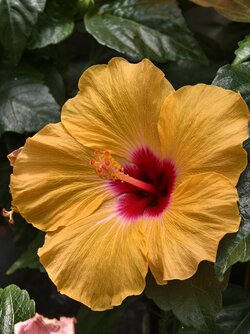 IMG_20250610_143227.jpg