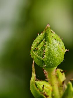 IMG_20250602_155732.jpg