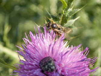 IMG_20250610_095552-Verbessert-RR.jpg
