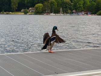 20250524_160849.JPG