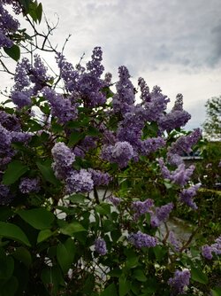 20250503_184117.JPG