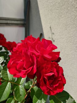 20250611_151312.JPG
