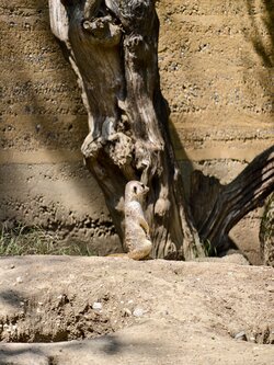 377D4702-53DE-4A10-B33D-C92F5069BA45.jpeg