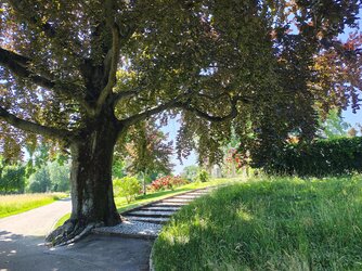 IMG_20250611_145213428_HDR.jpg