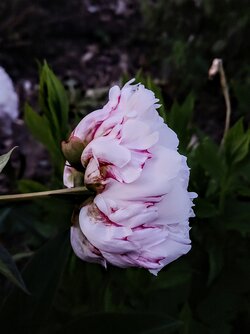 IMG20250611213421~2.jpg