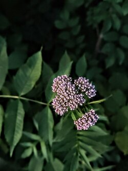 IMG20250611214523~2.jpg