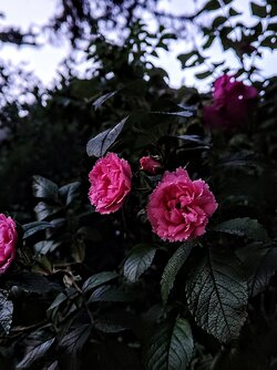 IMG20250611214129~2.jpg