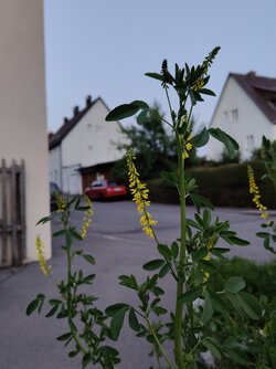 IMG20250611213108.jpg