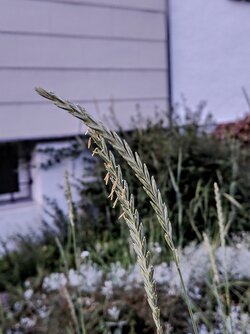 IMG20250611213344~2.jpg