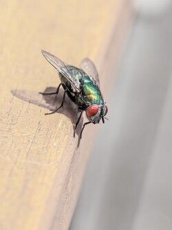 Fly.jpg