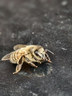 IMG_20250607_113937.jpg
