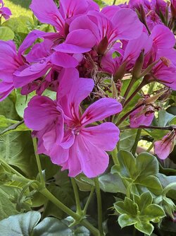 IMG_3823.jpeg