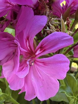 IMG_3824.jpeg