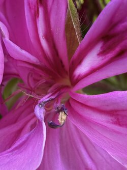 IMG_3825.jpeg