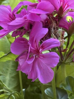 IMG_3835.jpeg