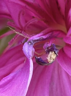 IMG_3837.jpeg