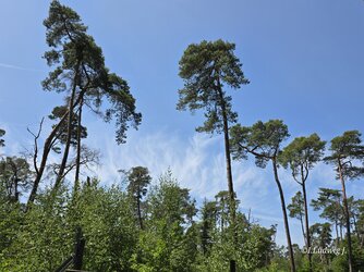 20250612_125418.jpg