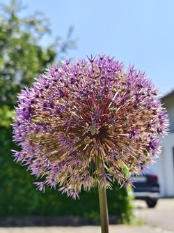 IMG_20250612_132508.jpg