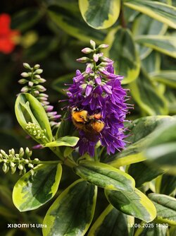 IMG_20250613_142020_1.jpg
