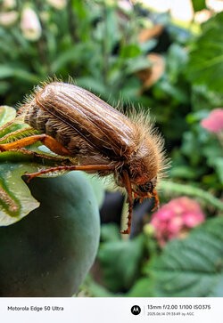 Gcam20250614_093849169.jpg