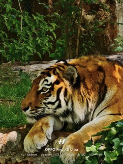 Tiger.jpg