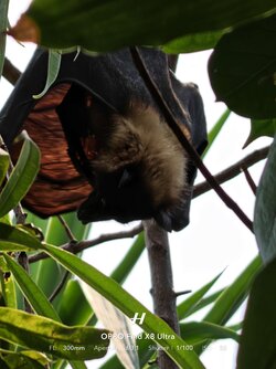 Fledermaus.jpg