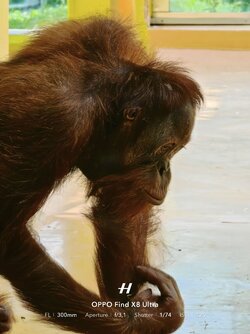 Affe.jpg