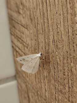 IMG20250615000020~2.jpg