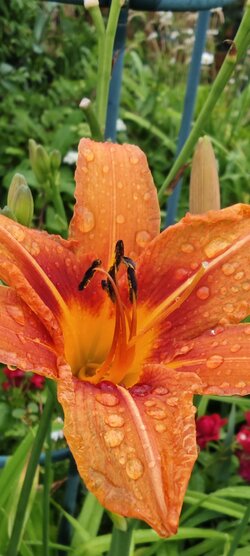 IMG_20250615_183202.jpg