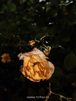 IMG20250616014706~2.jpg