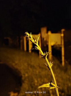 IMG20250616015018~2.jpg