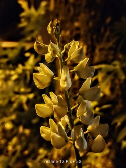 IMG20250616014425~2.jpg