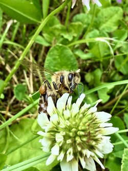 IMG_0084.jpeg