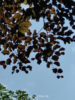 IMG20250616163812.jpg