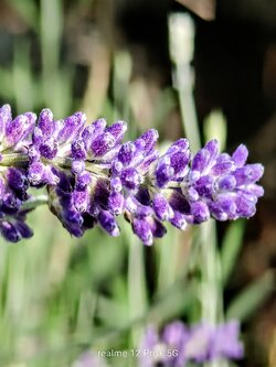 IMG20250616164209~2.jpg