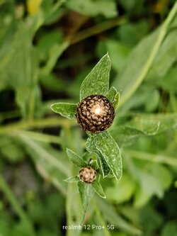 IMG20250616170821~2.jpg