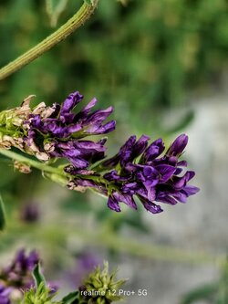 IMG20250616170931~2.jpg