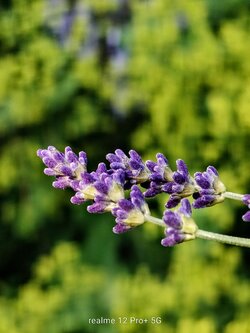 IMG20250616164231~2.jpg
