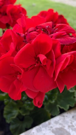 IMG_20250616_202244.jpg