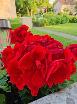 IMG_20250616_202224.jpg